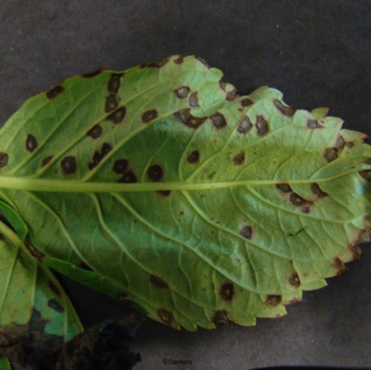 The appearance of the spots on the upper side of the big leaf hydrangea leaves have a frogeye pattern. These spots are however angular in oakleaf hydrangea. The symptoms can also be noticed on the underside of the leaves.